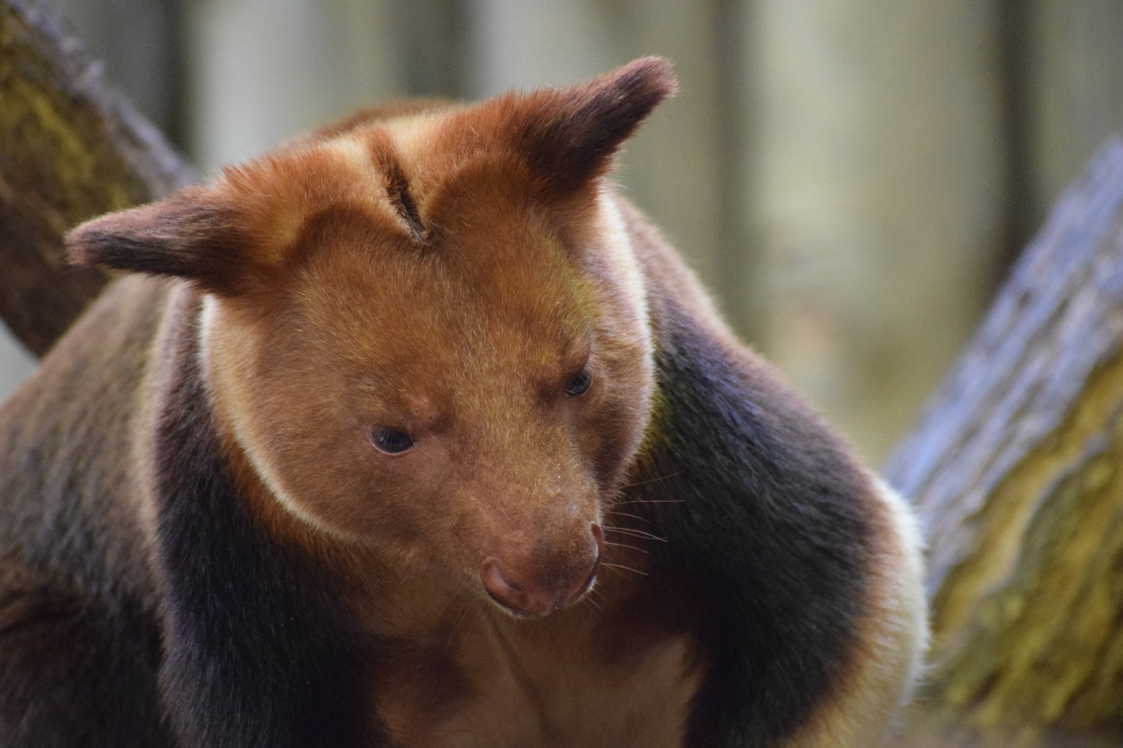 Goodfellow's tree-kangaroo