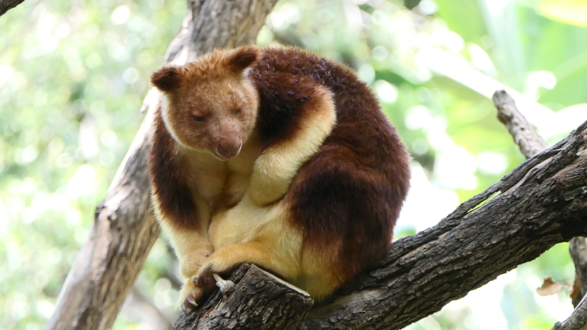 Goodfellow's Tree-Kangaroo