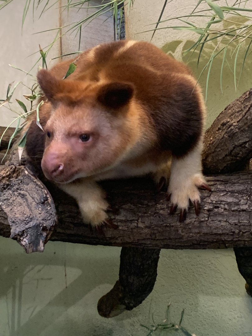 Goodfellow's tree kangaroo