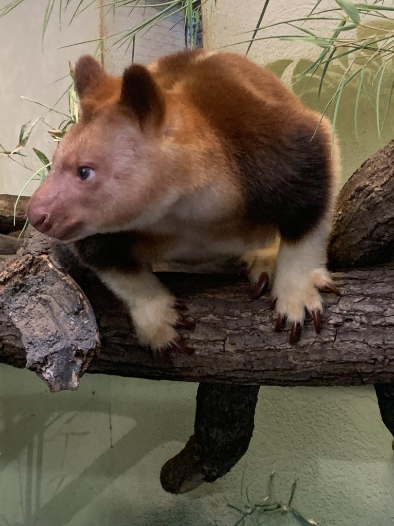 Goodfellow's tree kangaroo