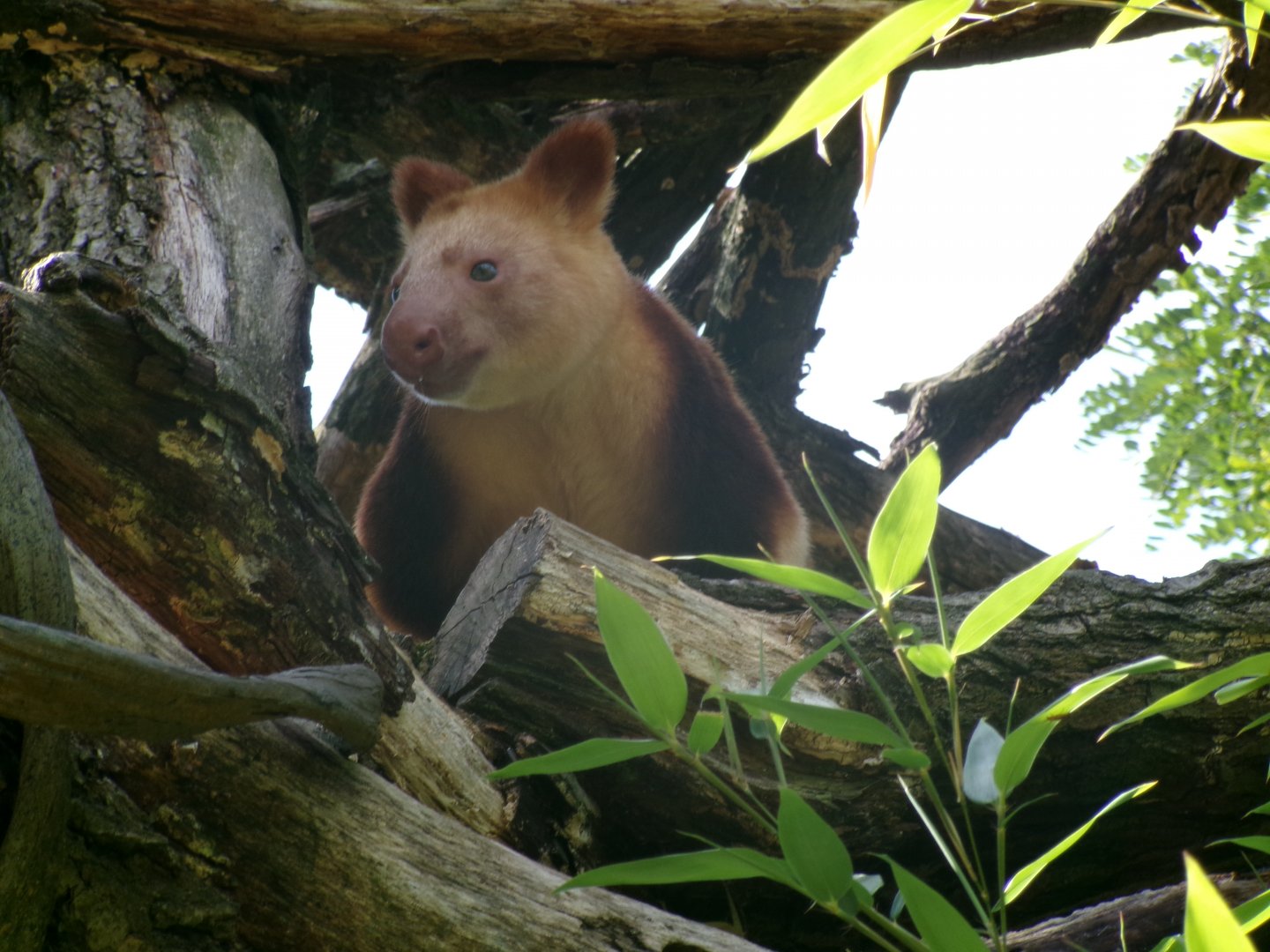 Goodfellow's Tree-kangaroo