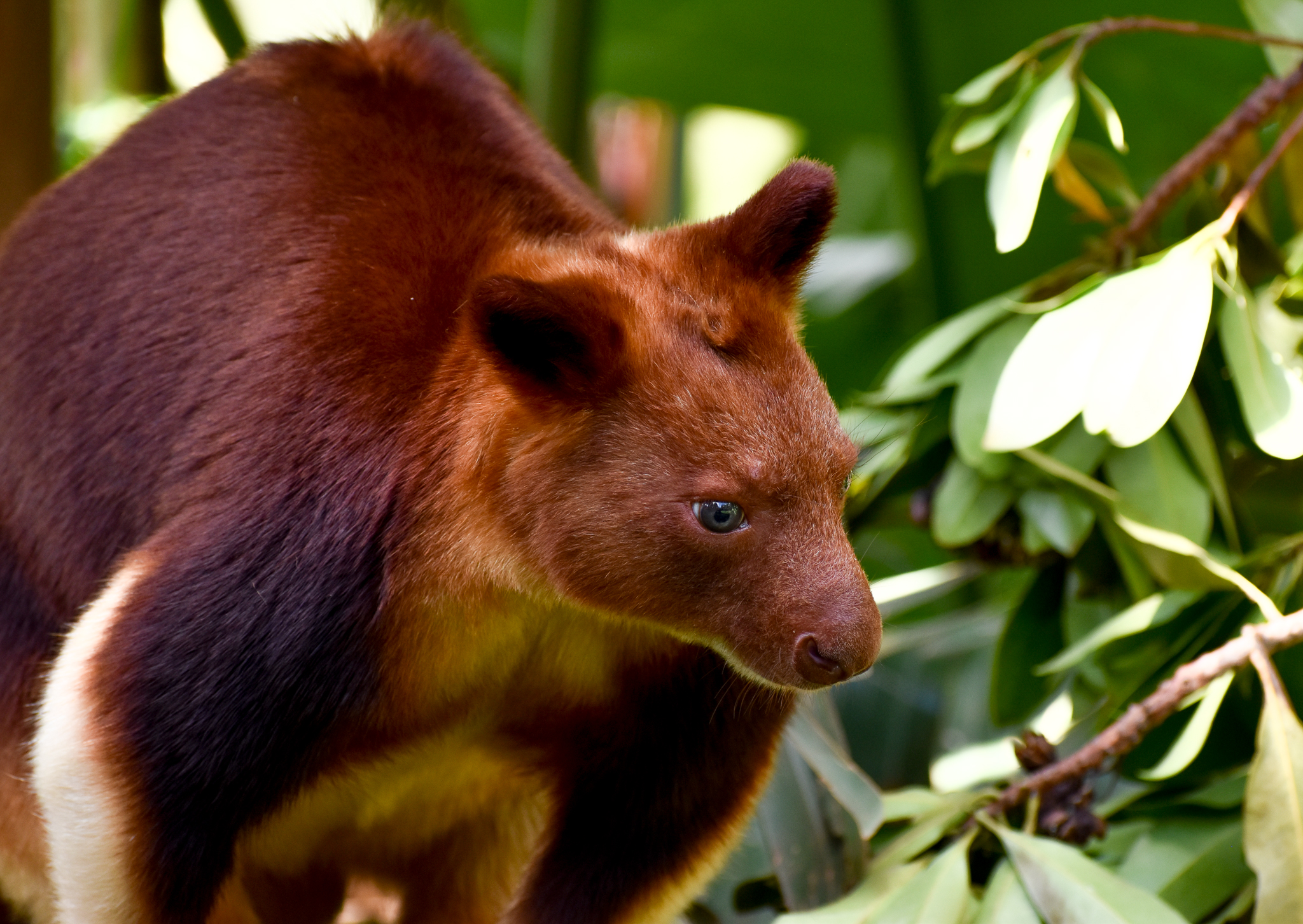 Goodfellow's Tree-Kangaroo