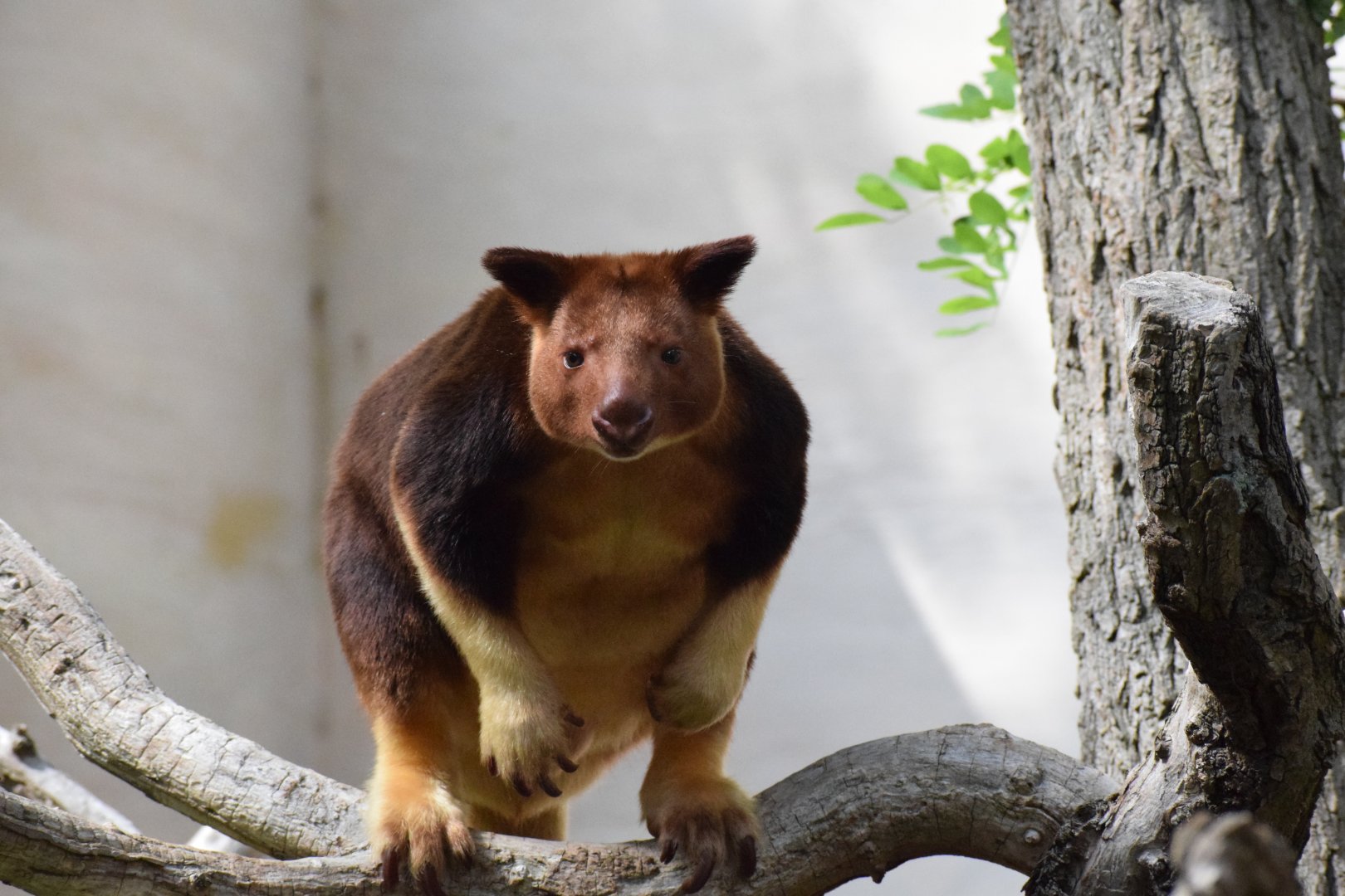 Goodfellow's tree kangaroo