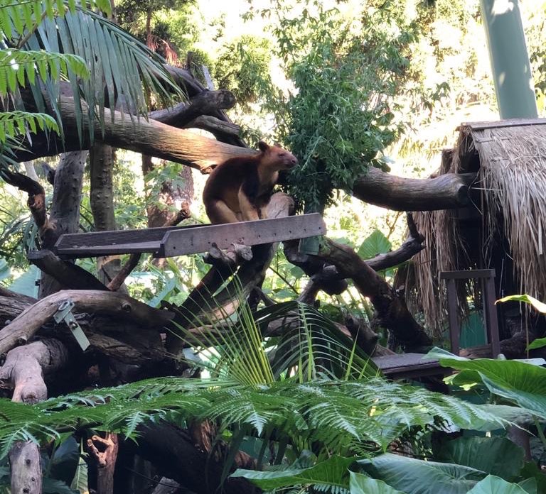 Goodfellow's Tree Kangaroo