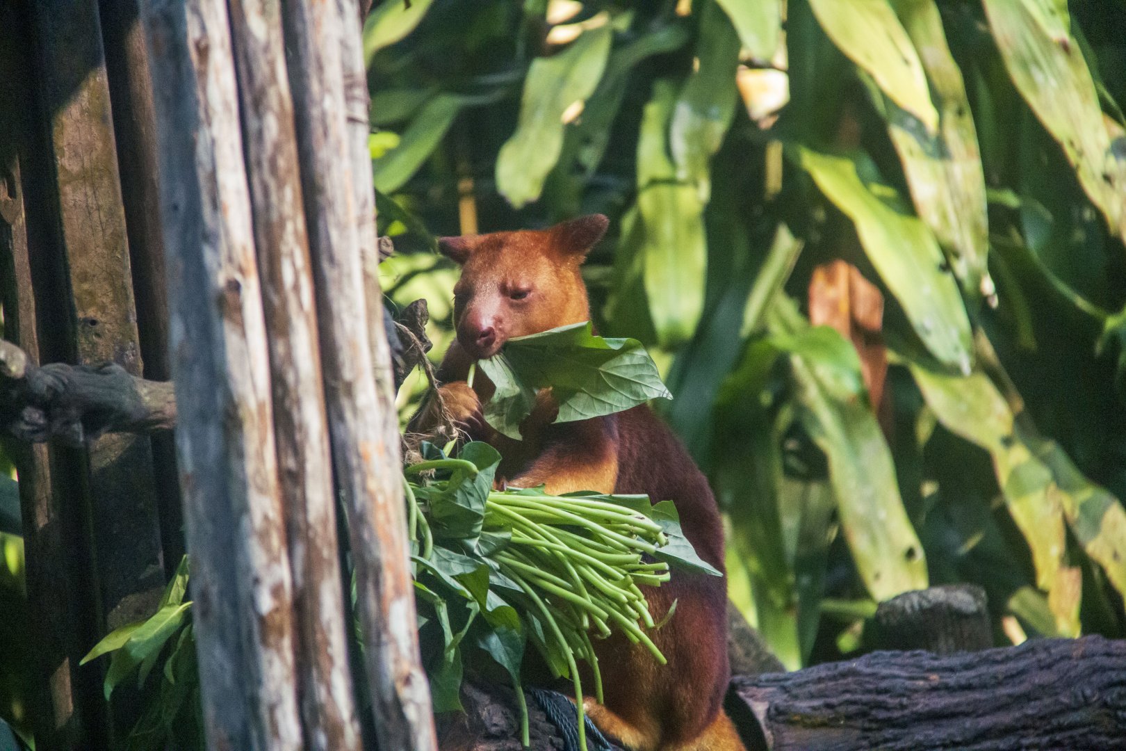 Goodfellow's Tree Kangaroo