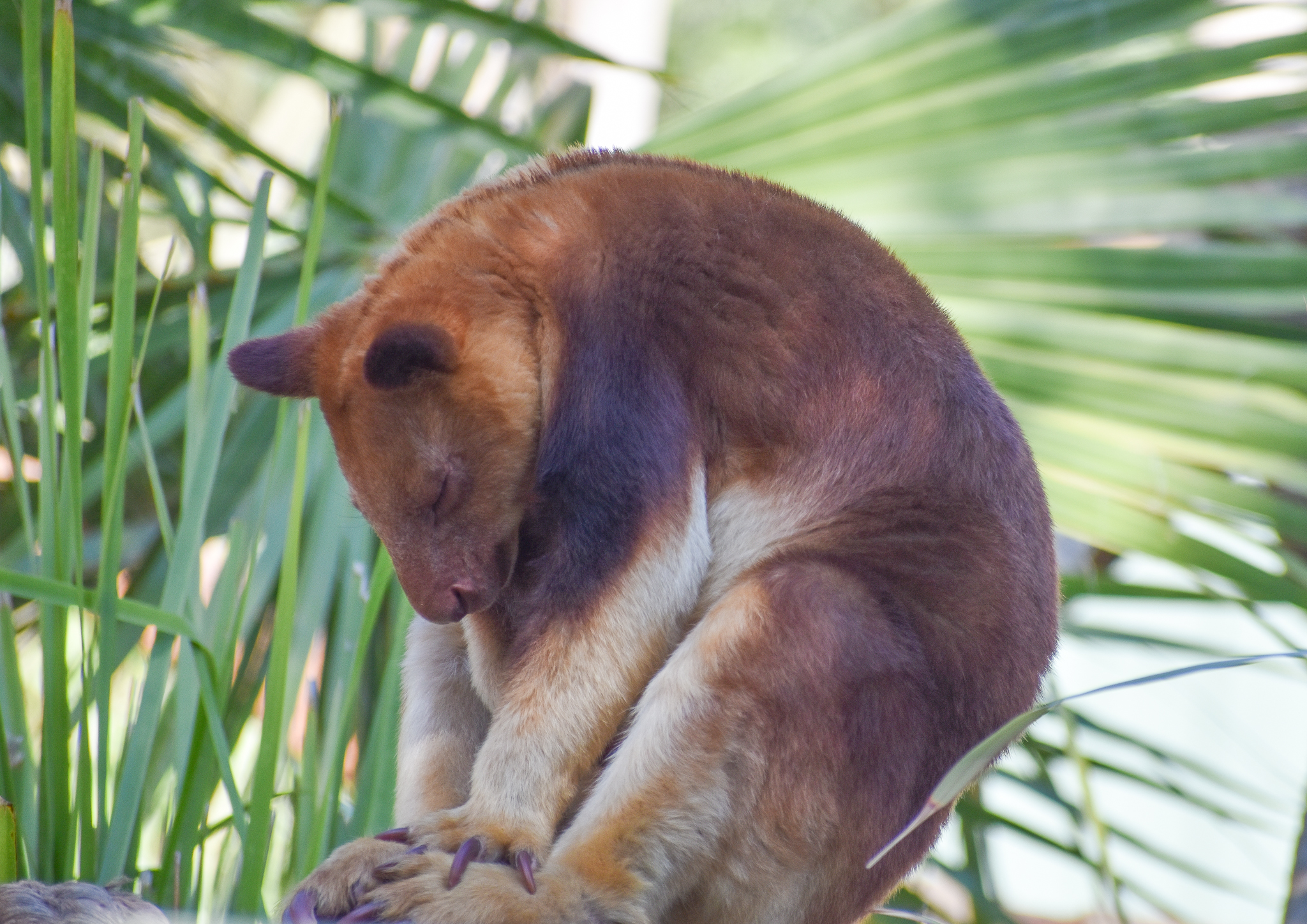 Goodfellow's Tree-Kangaroo