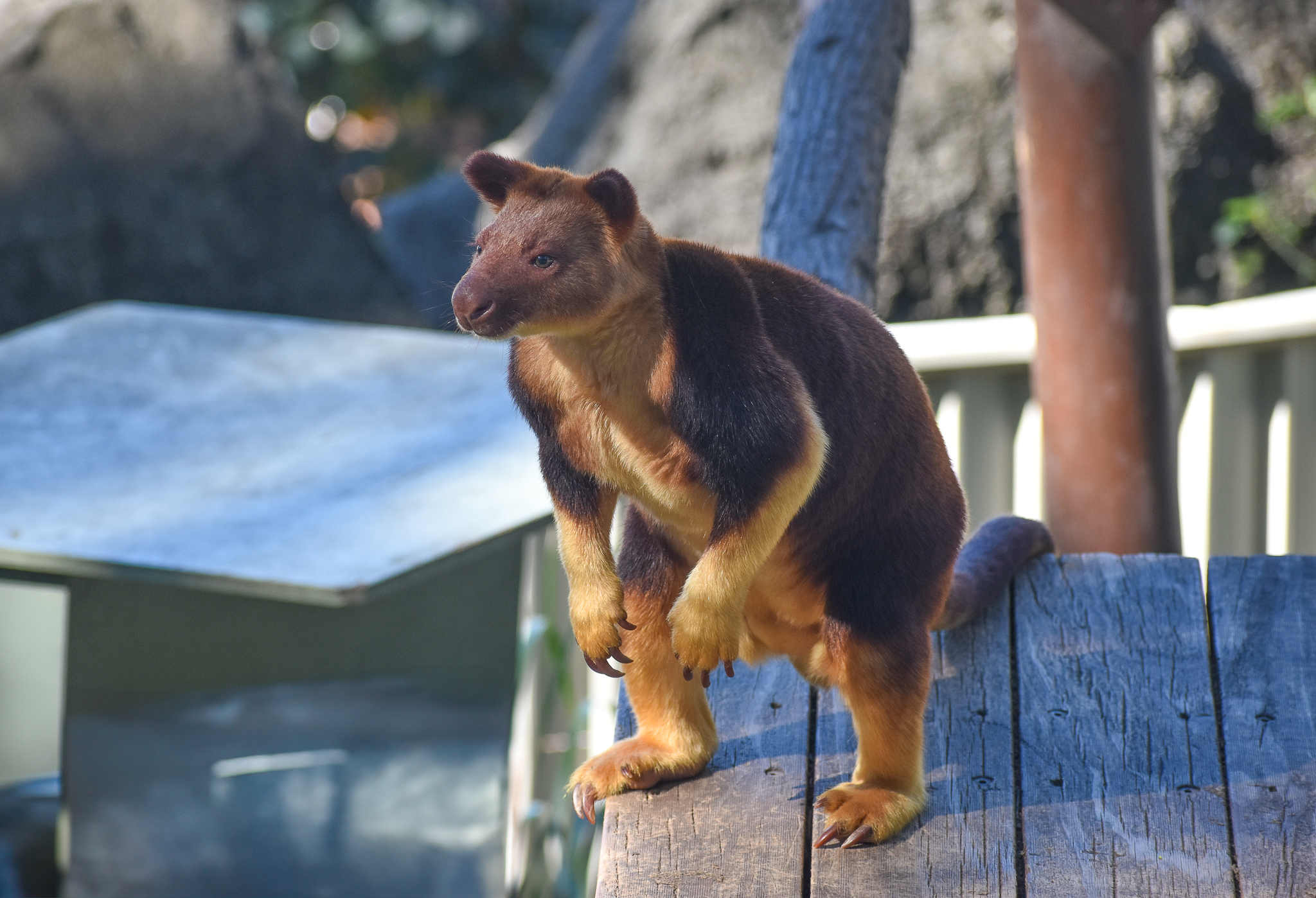 Goodfellow's Tree-Kangaroo