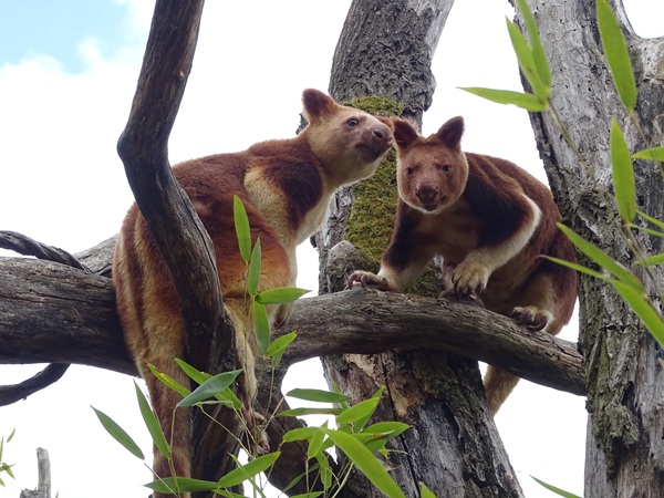 Goodfellow's tree kangaroo