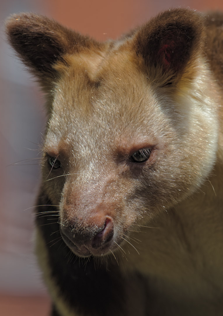Goodfellow's tree kangaroo
