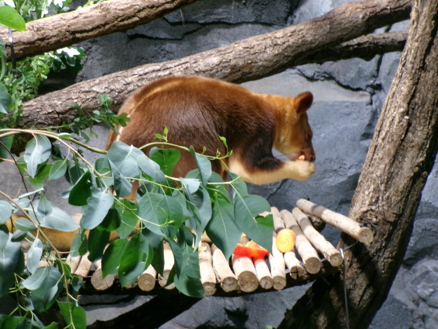 Goodfellow's tree kangaroo