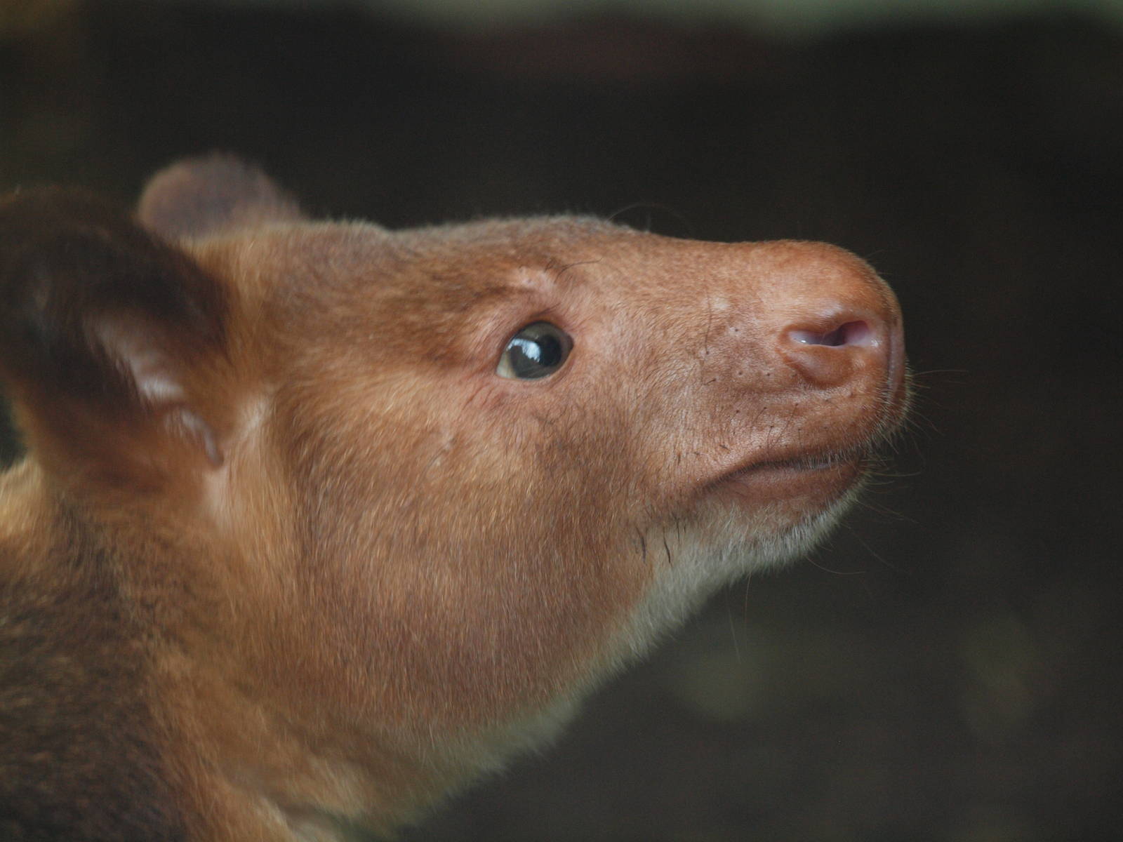 Goodfellows Tree Kangaroo