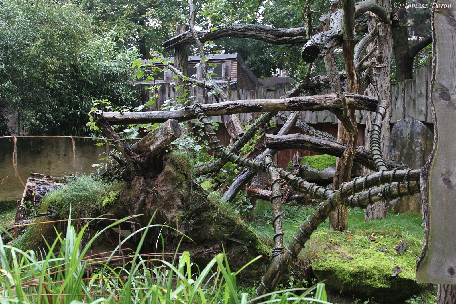 Goodfellow's Tree-kangaroos enclosure