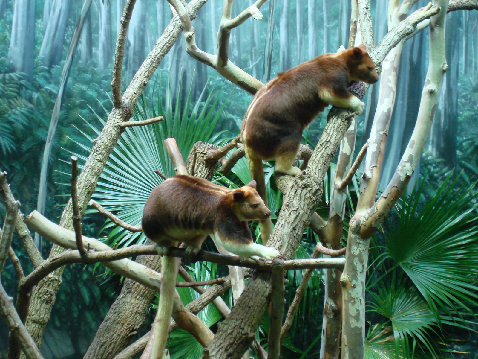 Goodfellow's Tree Kangaroos (Mother and joey)