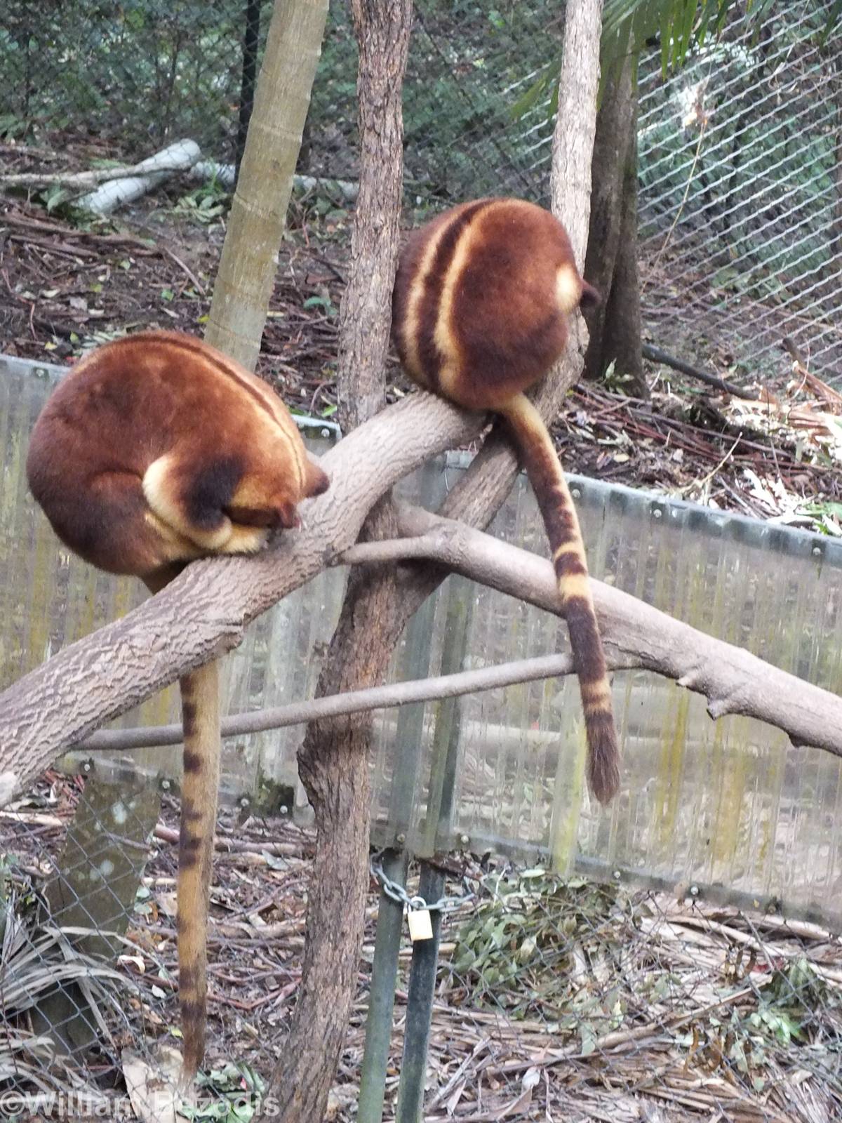 Goodfellow's Tree Kangaroos