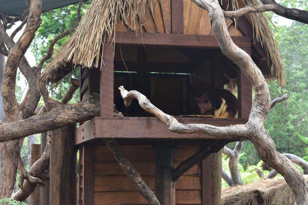 Goodfellow's Tree Kangaroos