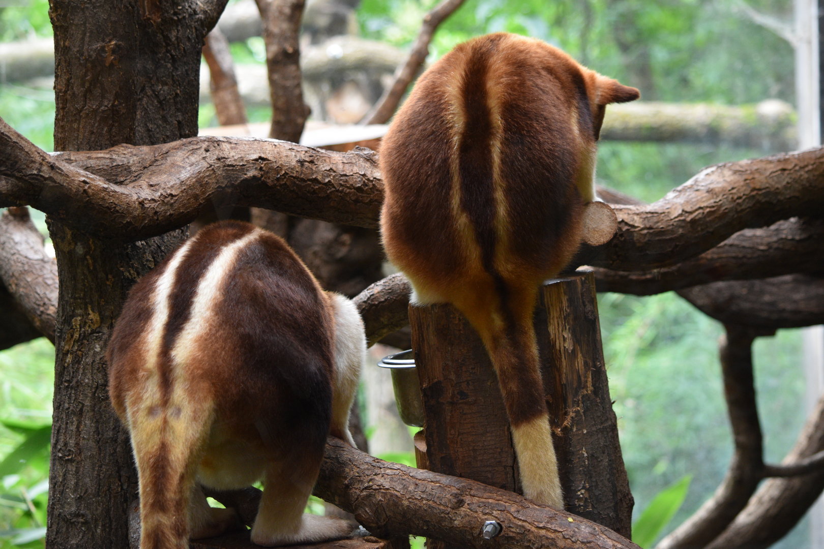 Goodfellow's Tree-Kangaroos