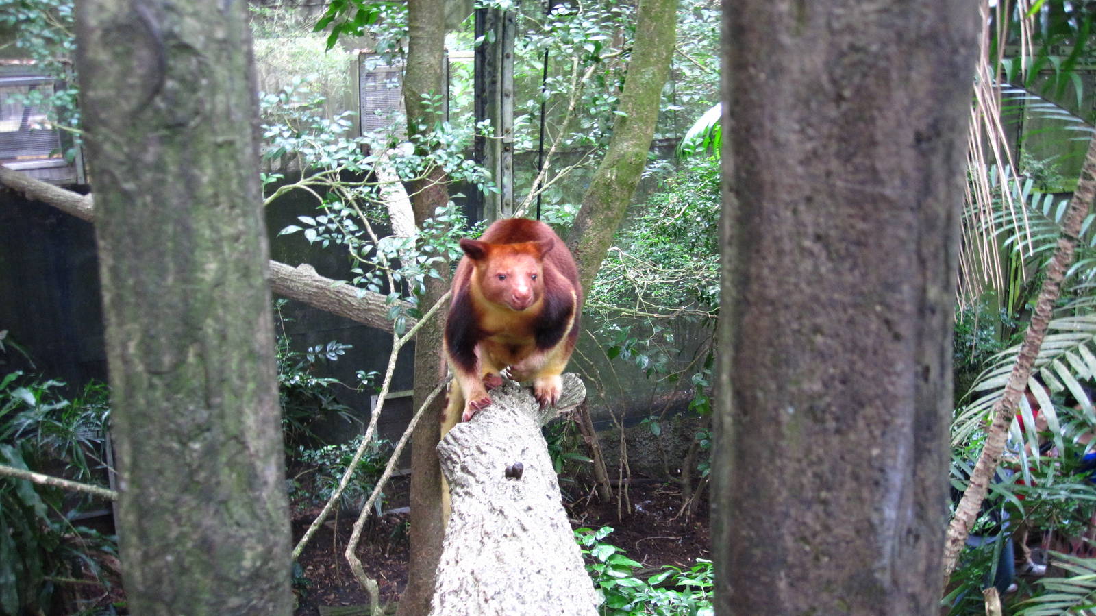 Goodfellow's Tree Roo, Fragile Forest - Singapore Zoo