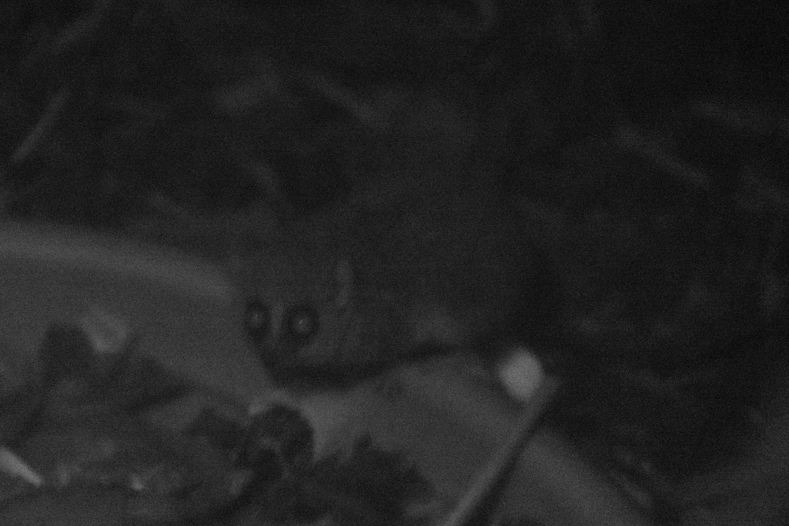 Goodman's mouse lemur (attempt)