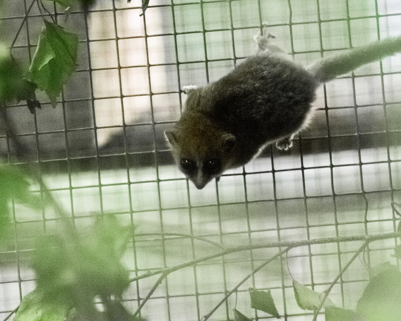 Goodman's mouse lemur, Microcebus lehilahytsara