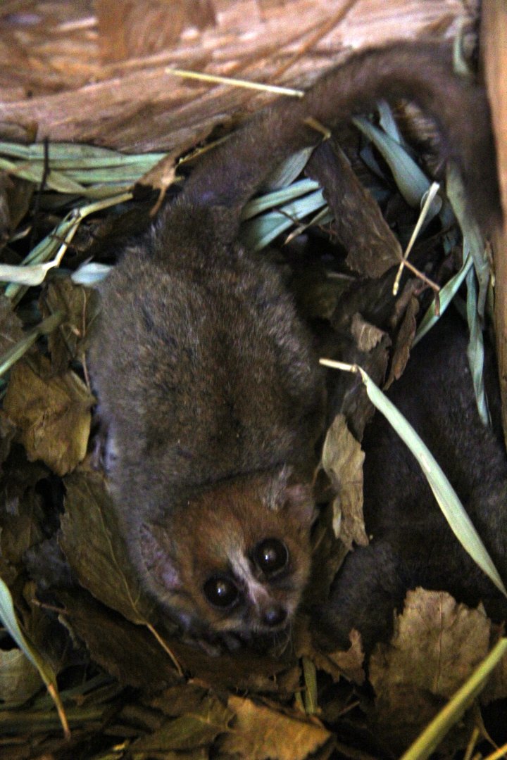 Goodman's mouse lemur (Microcebus lehilahytsara)
