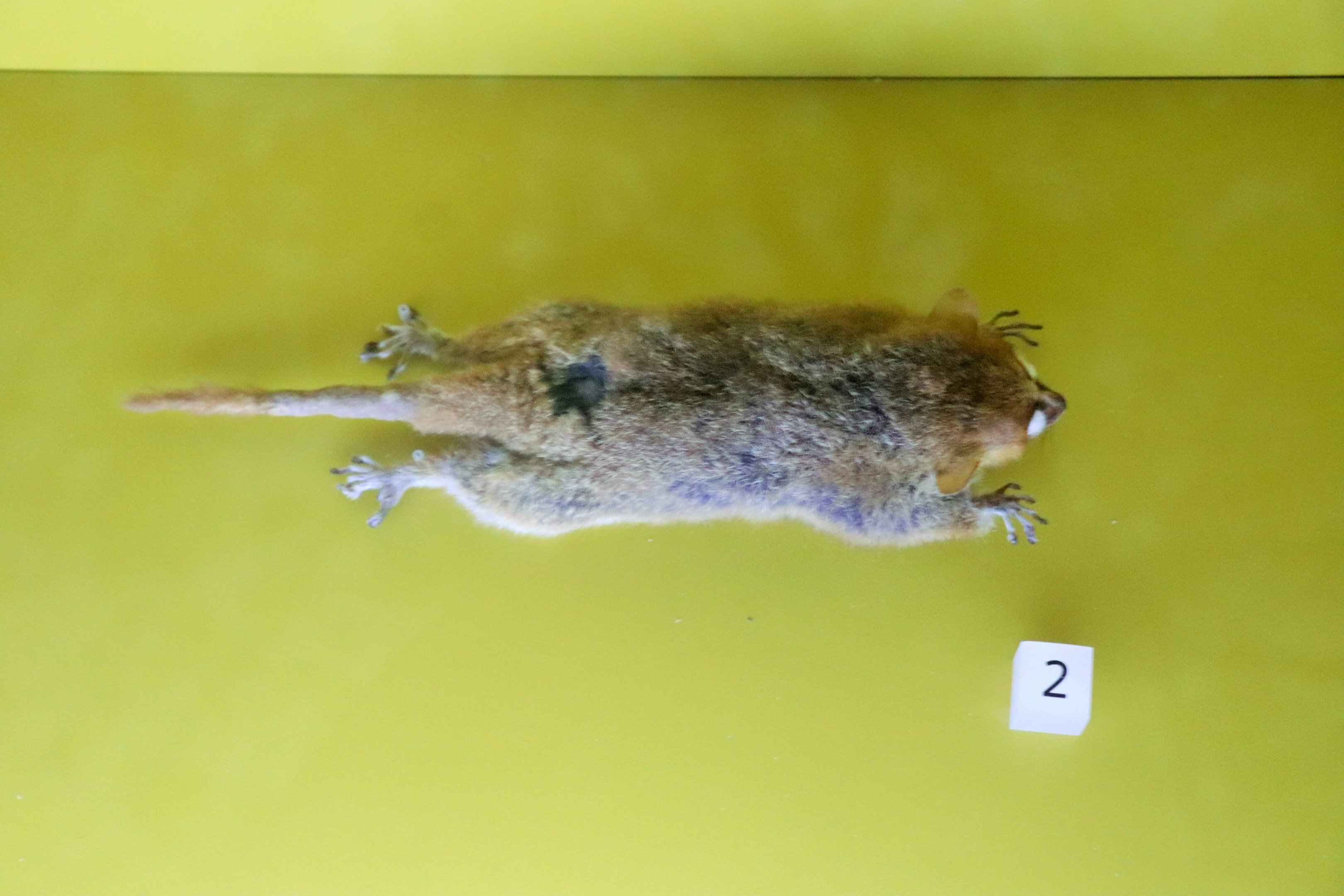 Goodman's Mouse Lemur (Microcebus lehilahytsara)