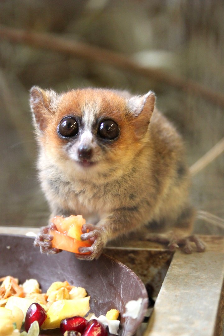 Goodman's mouse lemur (Microcebus lehilahytsara)