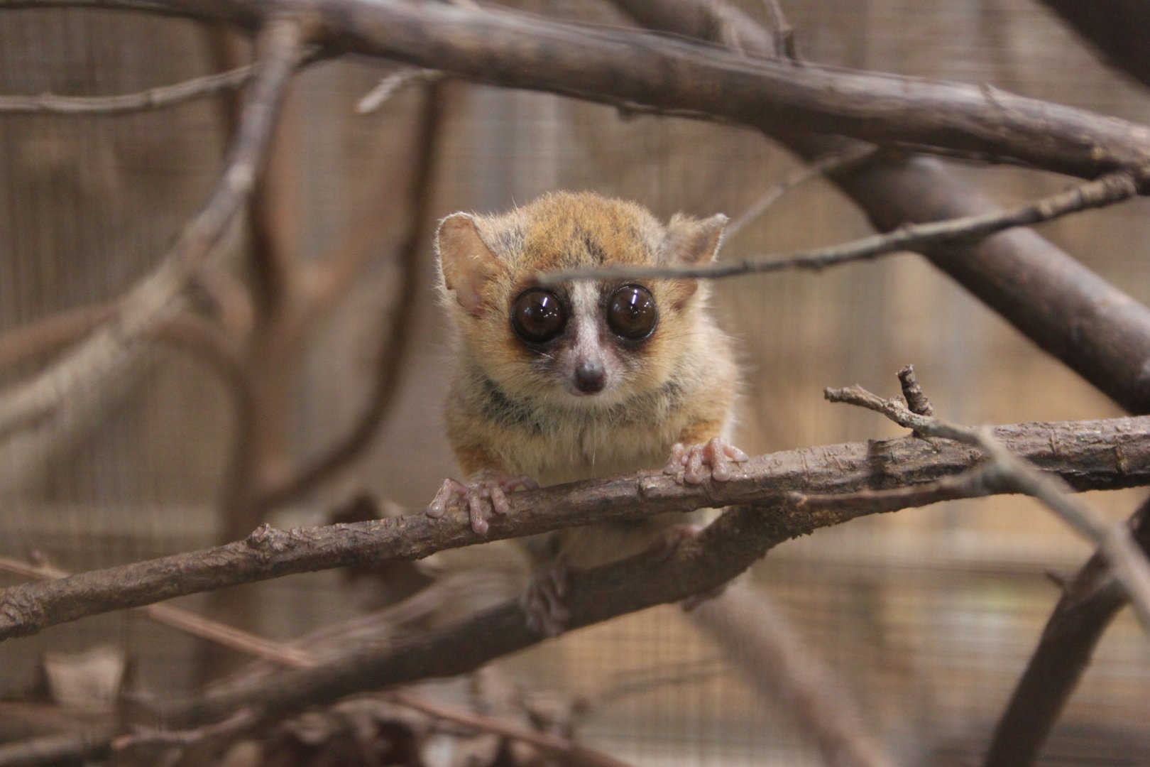 Goodman's mouse lemur (Microcebus lehilahytsara)