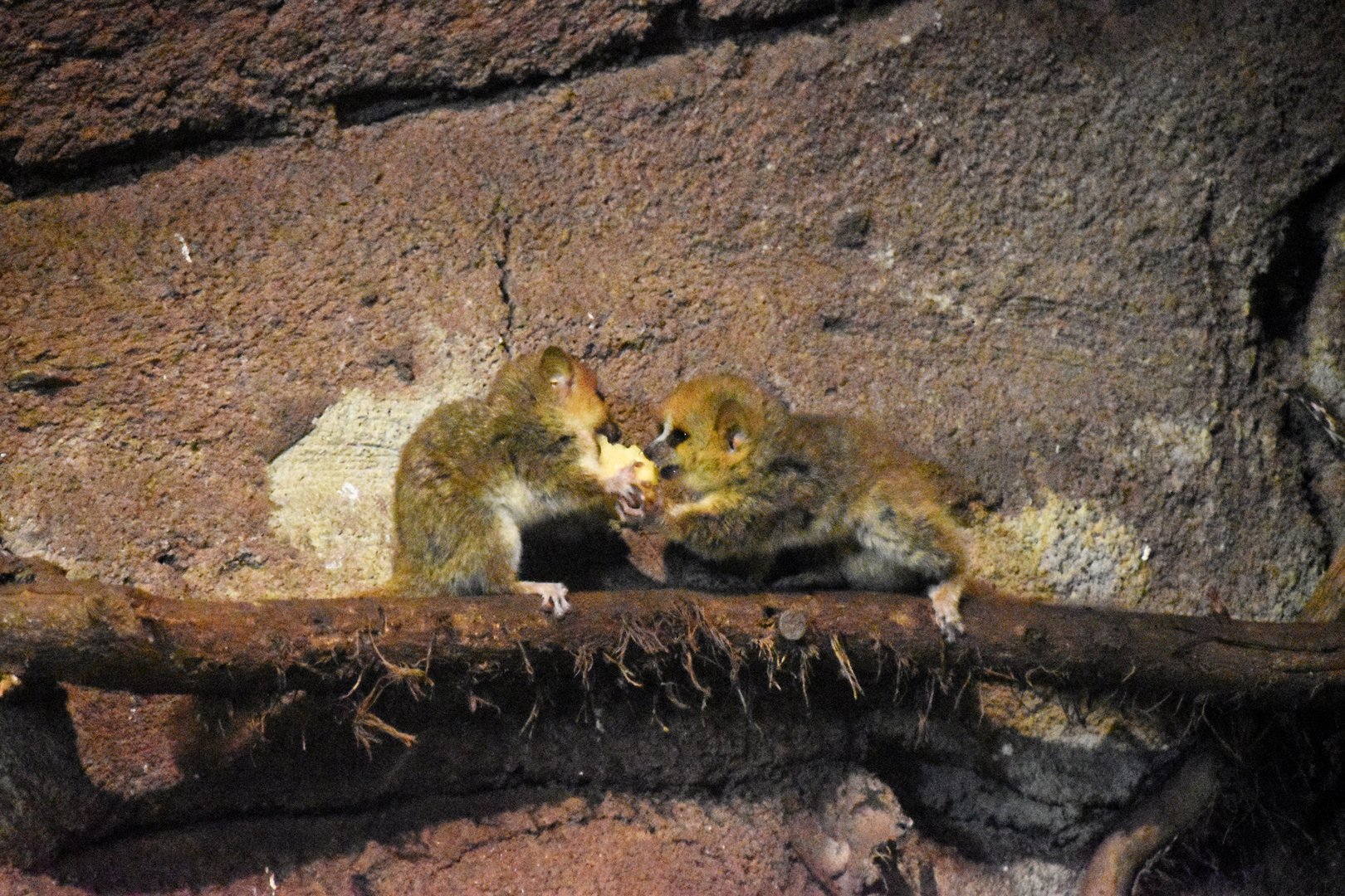Goodman's mouse lemur, Microcebus lehilahytsara