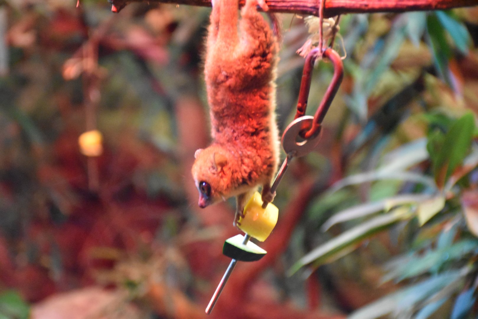 Goodman's mouse lemur