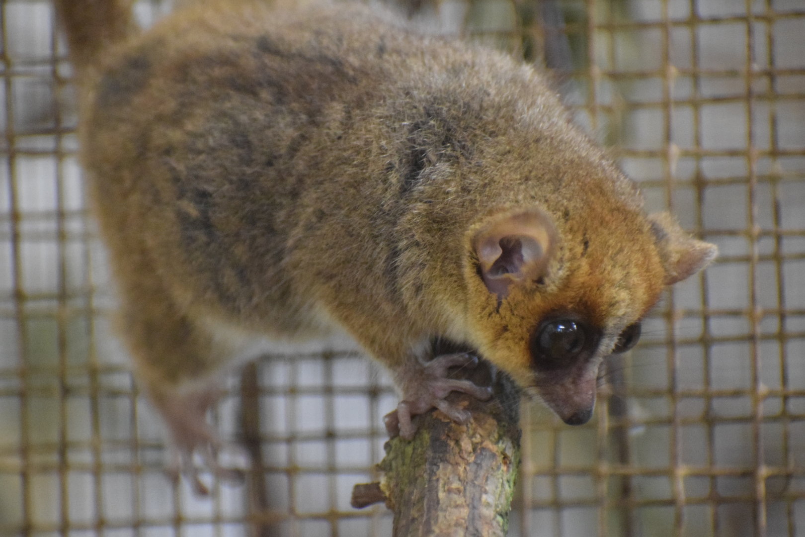 Goodman's mouse lemur