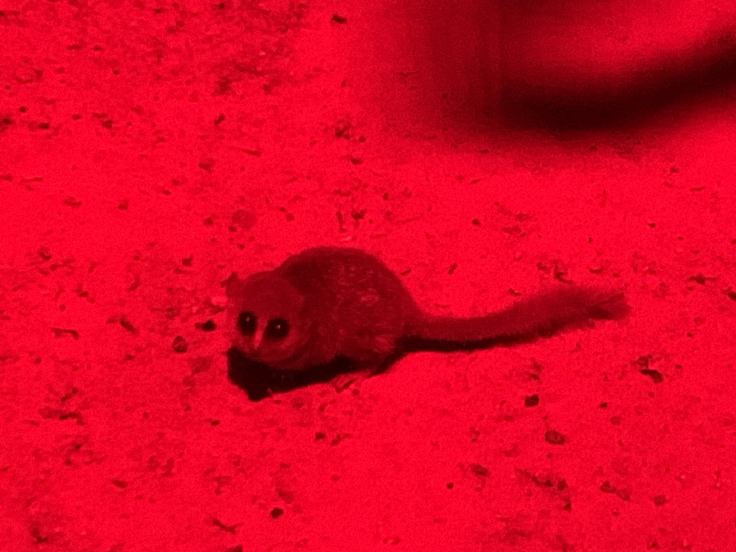 Goodman's mouse lemur