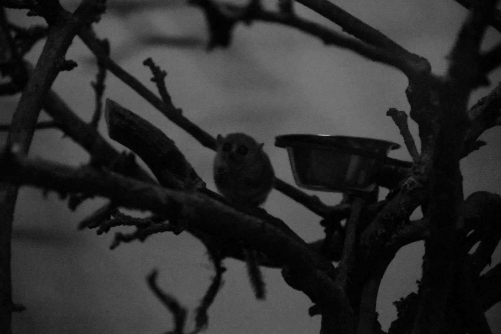 Goodman's mouse lemur