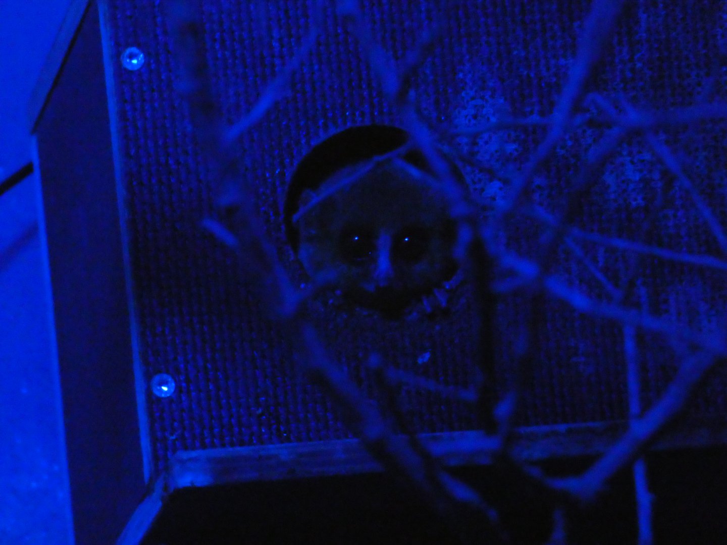 Goodman's mouse lemur