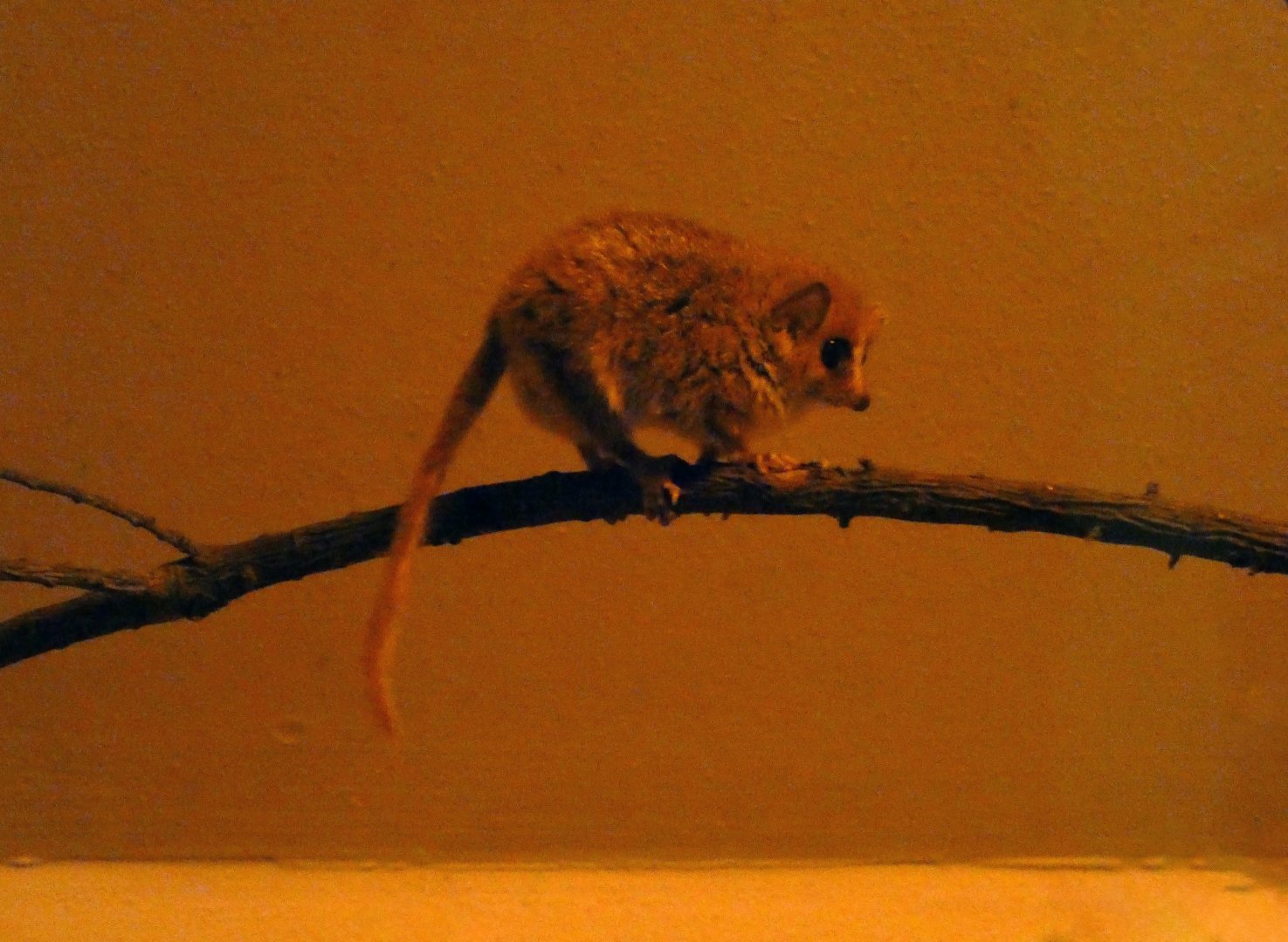 Goodman's mouse lemur