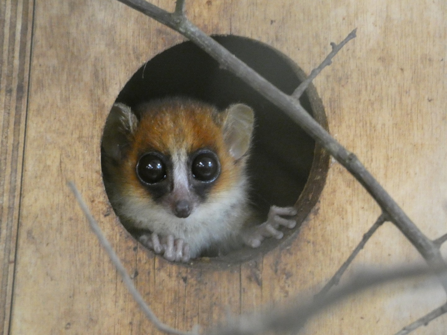 Goodmans or Ganzhorns? - Plzen Zoo