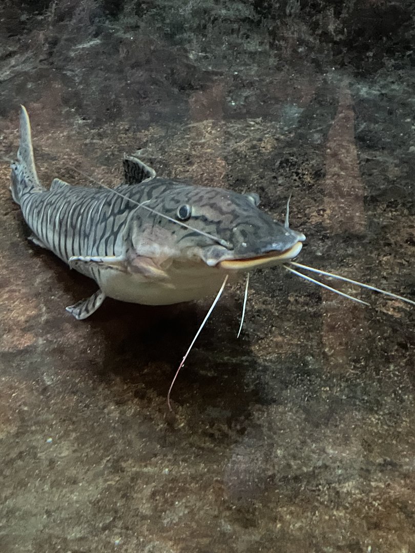 Goofy Fish (3/12/23)