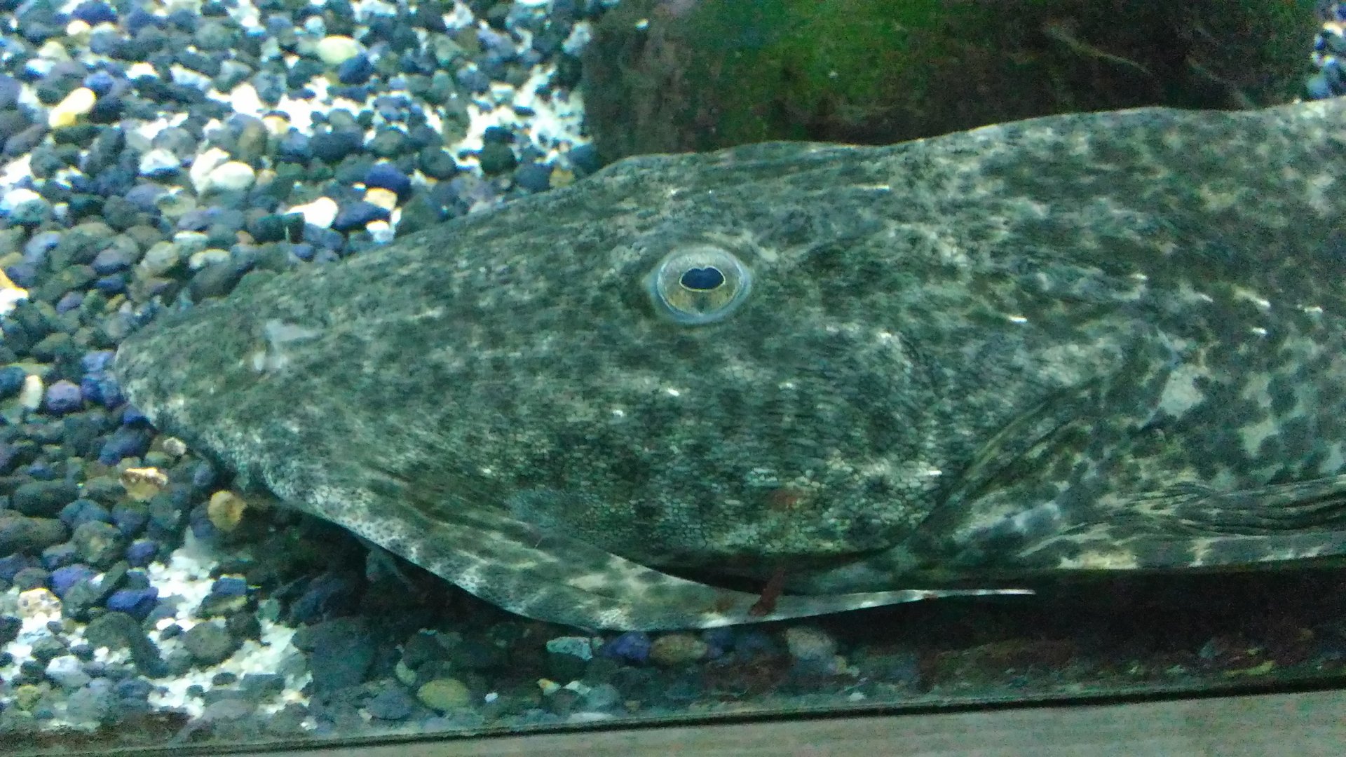 Goonch Catfish (Bagarius yarrelli)