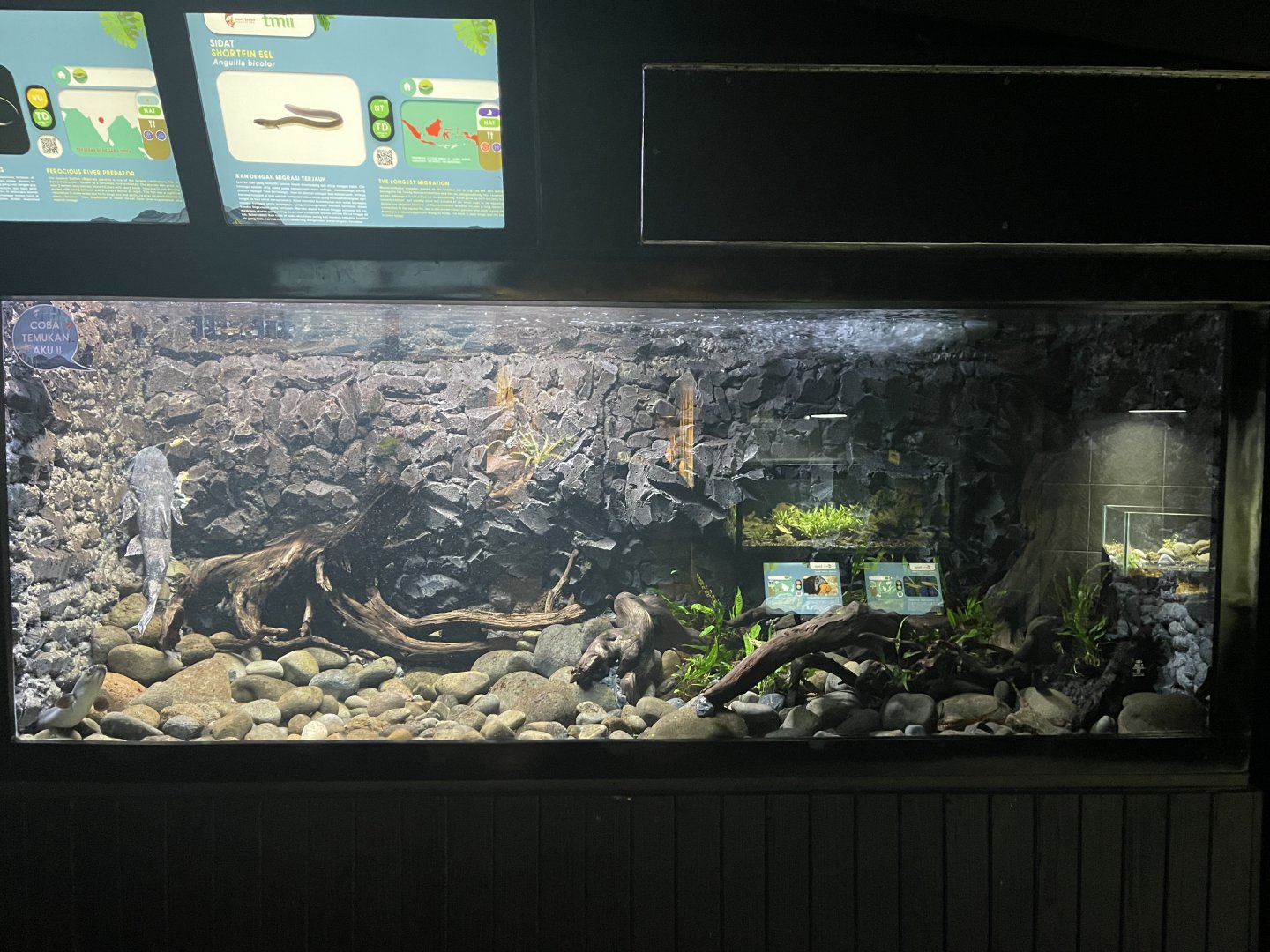 goonch catfish & shortfin eel tank - dunia air tawar