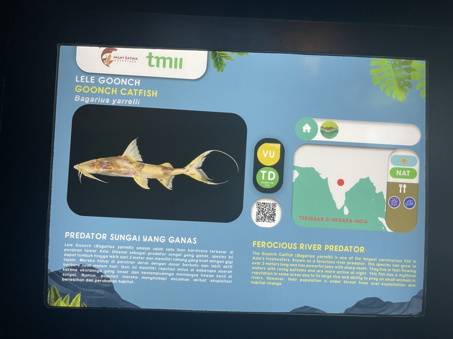 goonch catfish signage - dunia air tawar