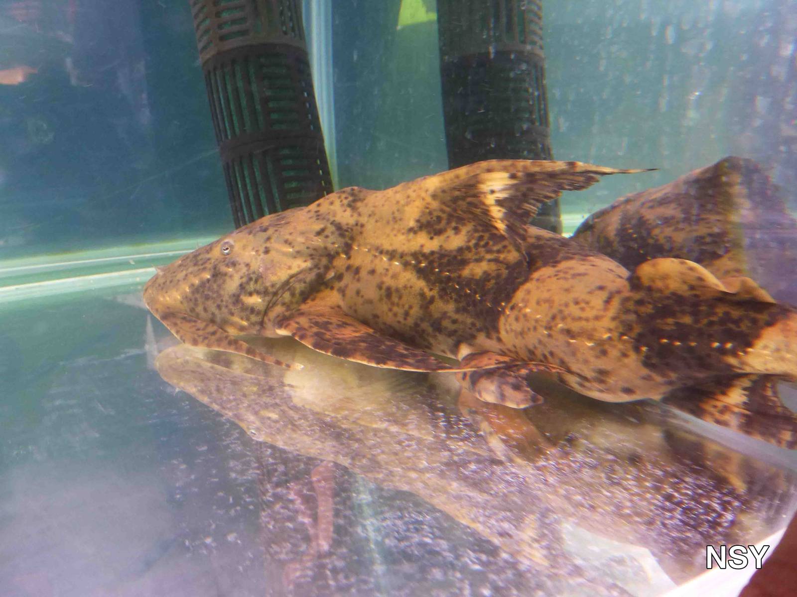 Goonch - Chatuchak market, June 2013.