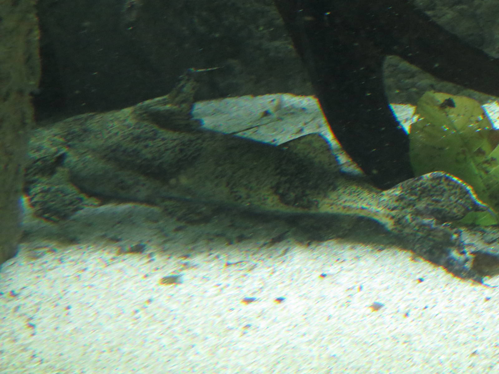 Goonch???!, June 2015.