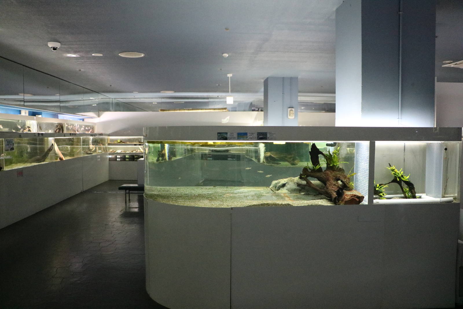 Goonch tank and Asian fish - Tokyo Tower Aquarium, February 2016