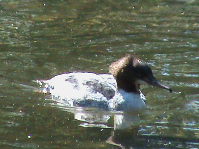 goosander 050910