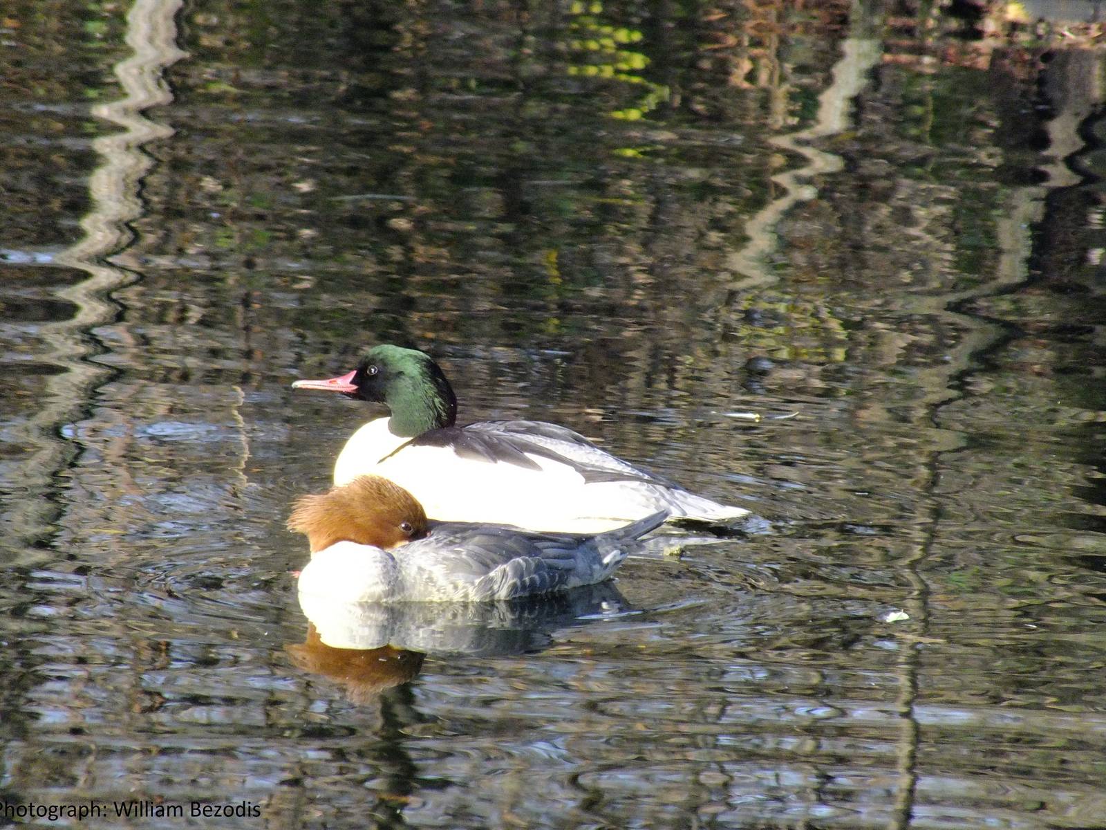 Goosander at Warsaw Zoo?