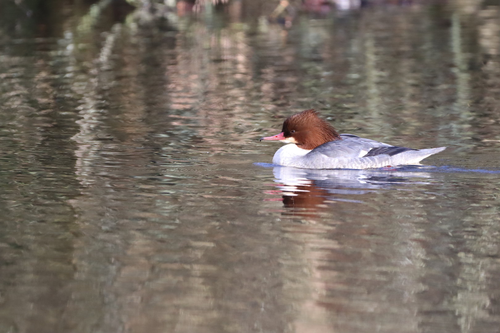 Goosander, female