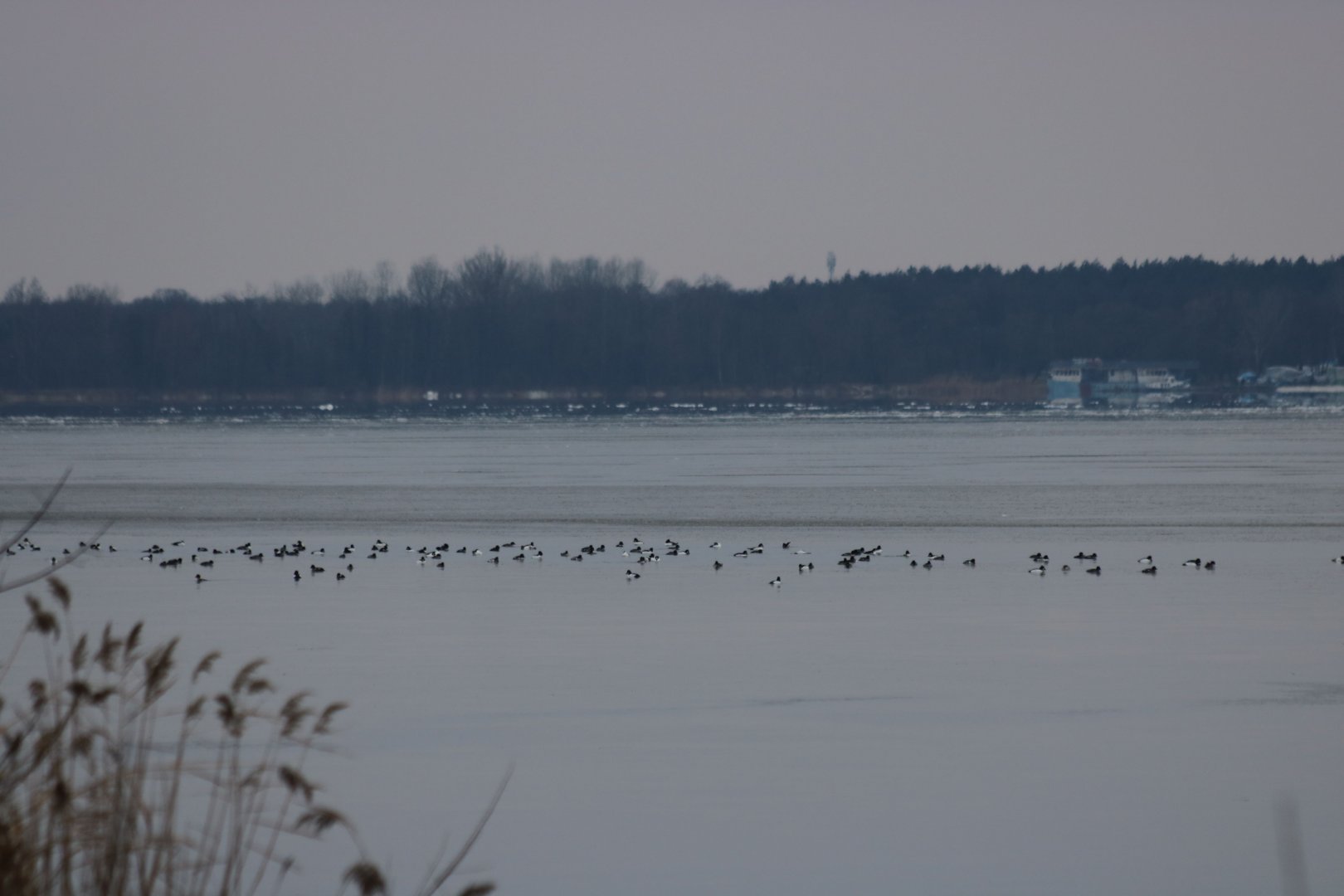 Goosander Flock - Zegrze Reservoir