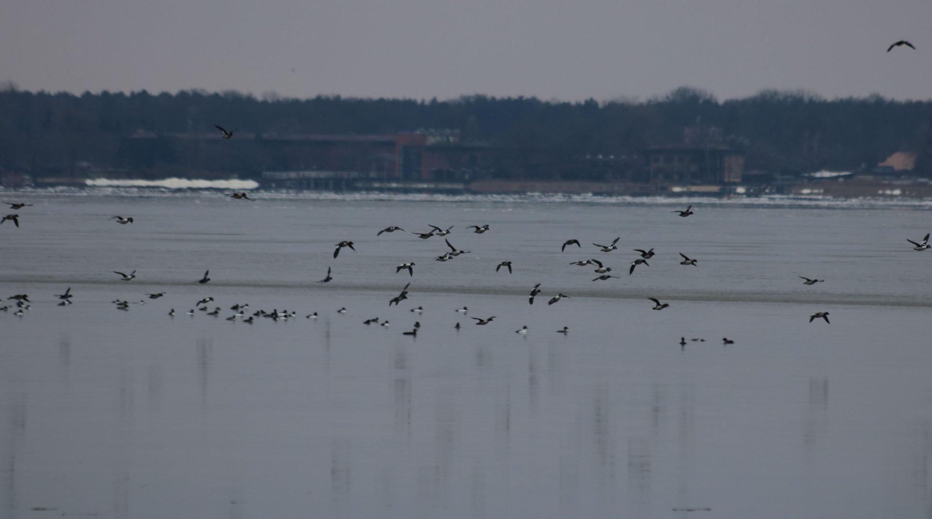 Goosander Flock - Zegrze Reservoir