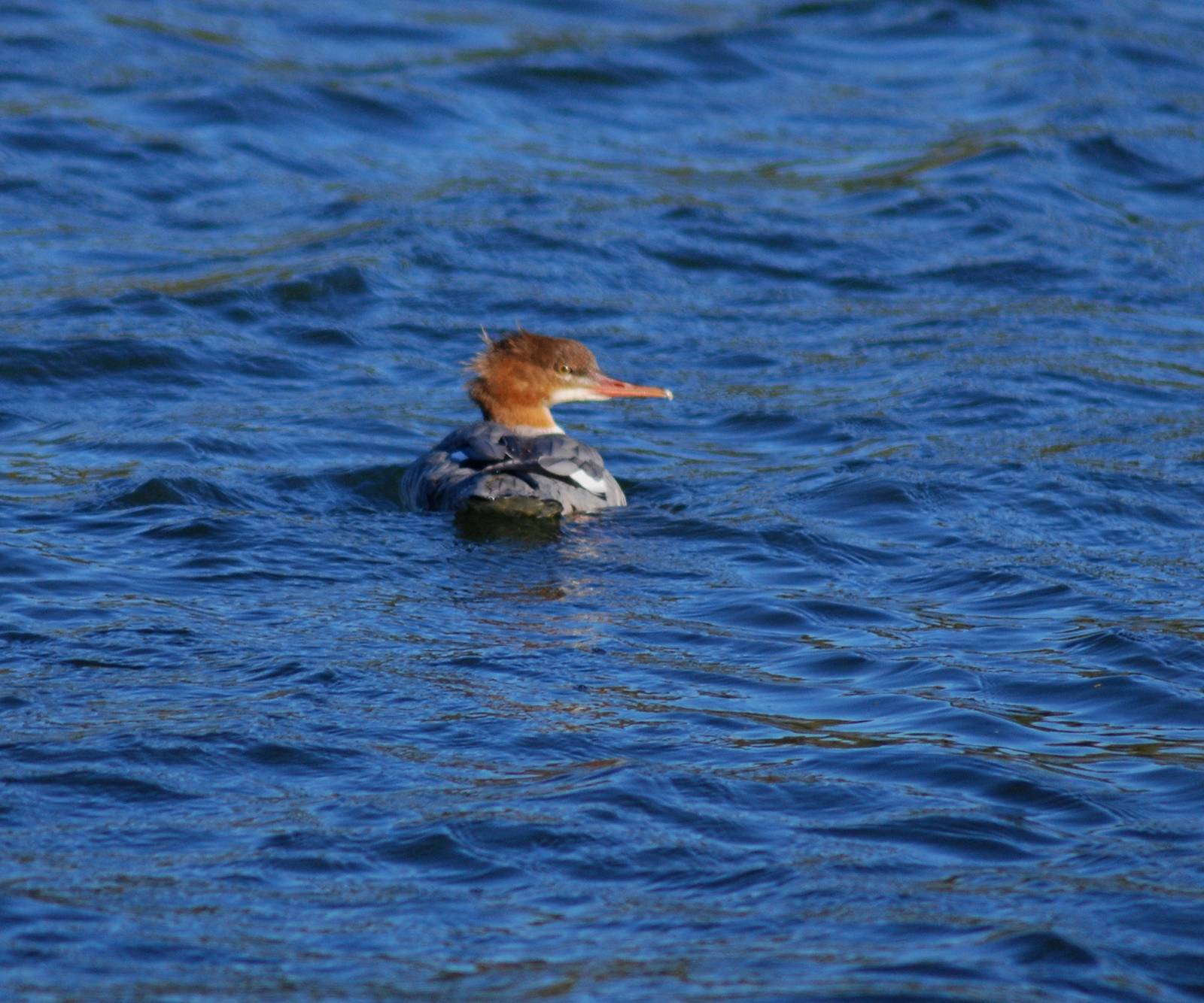 Goosander (Mergus merganser). SV RSPB