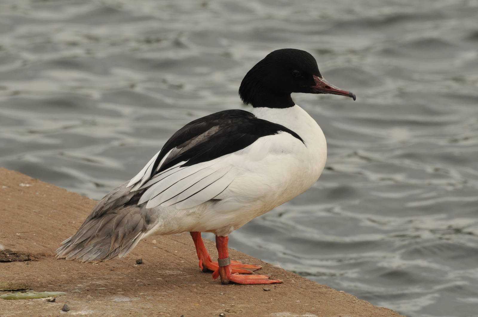 Goosander