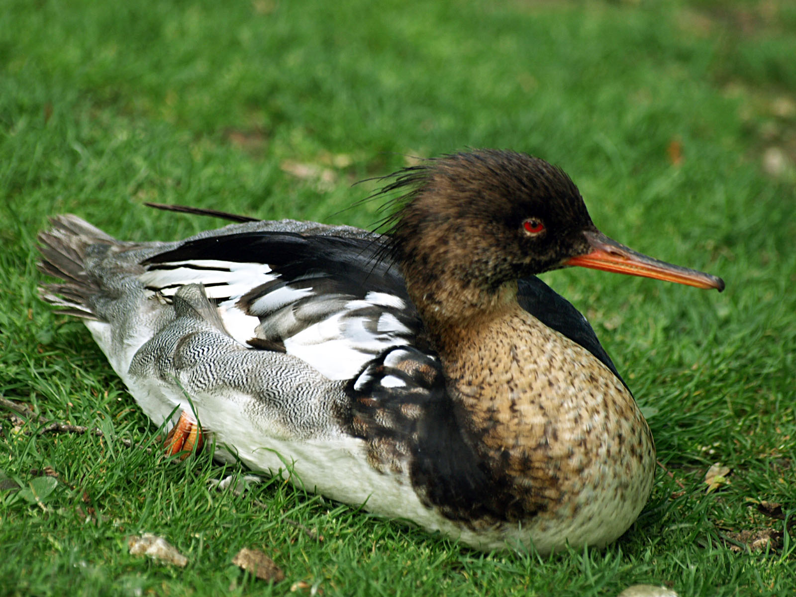 Goosander